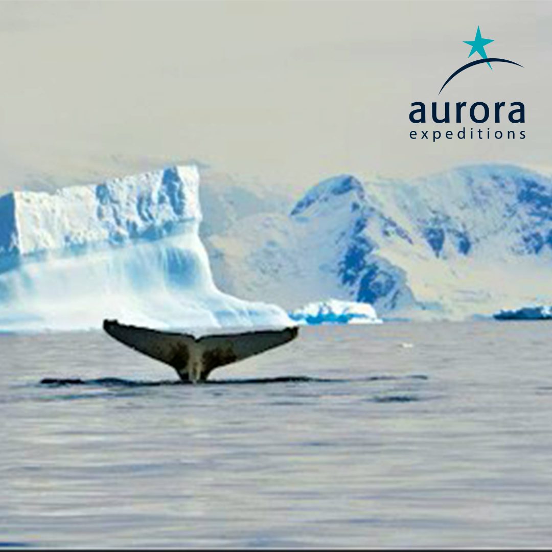 Aurora Expeditions 35th Anniversary Sale