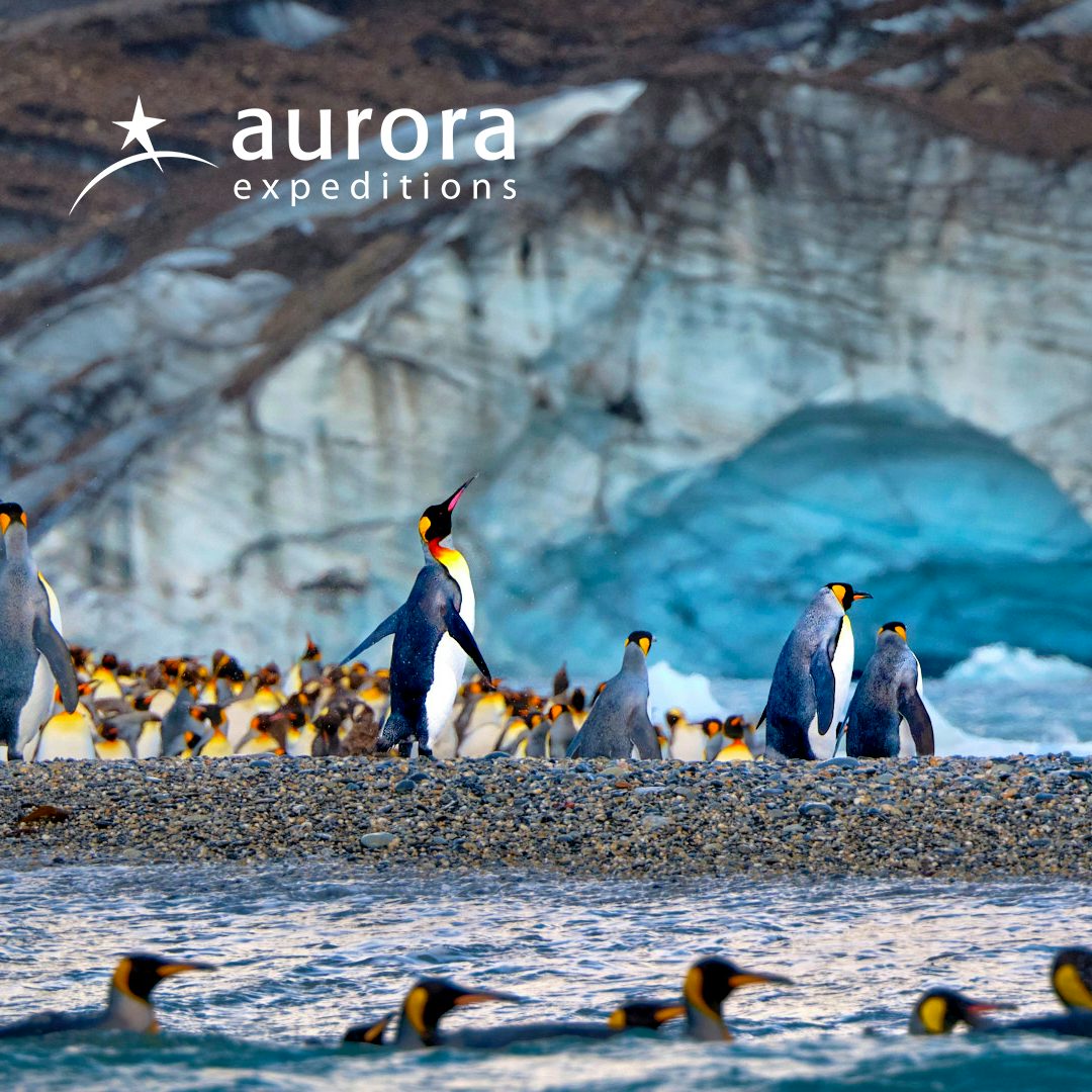 Aurora Expedition Antarctica Savings