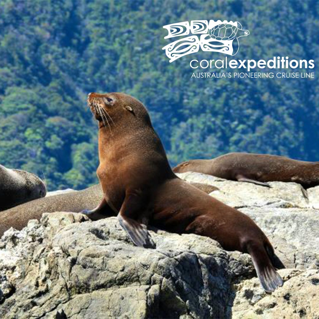 Coral Expeditions New Zealand Expeditions
