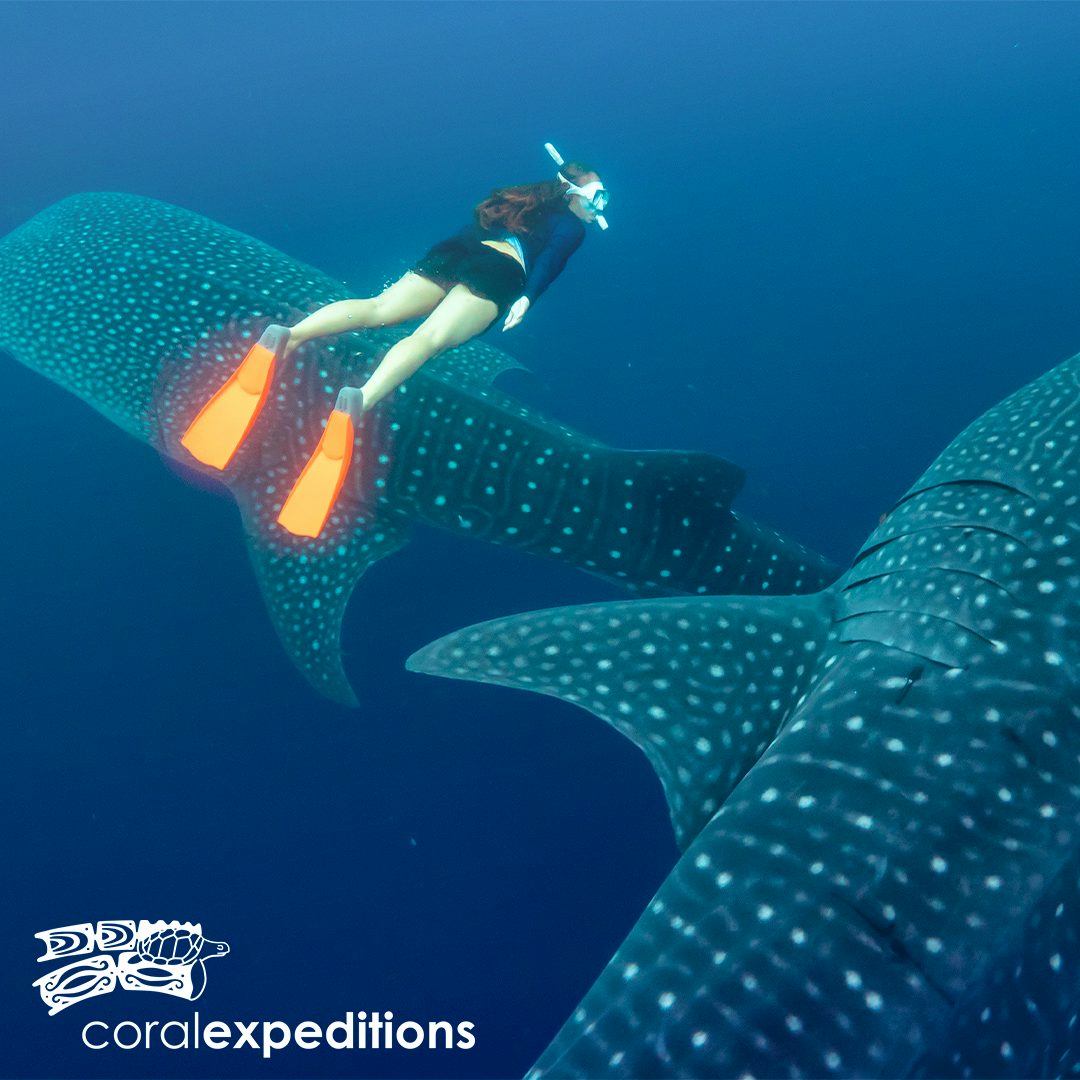 Coral Expeditions Solo Offer