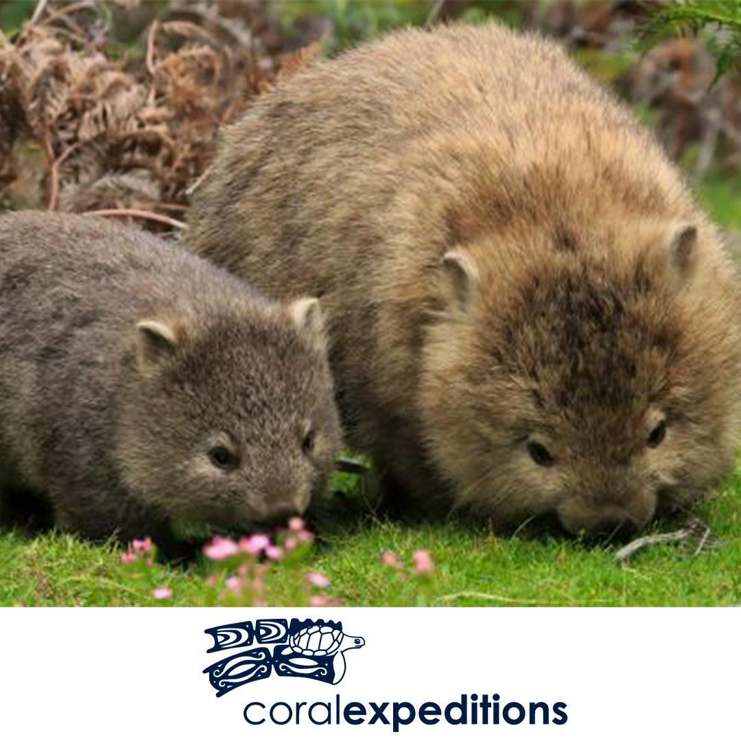 Coral Expeditions - Tasmania's Remote Coast