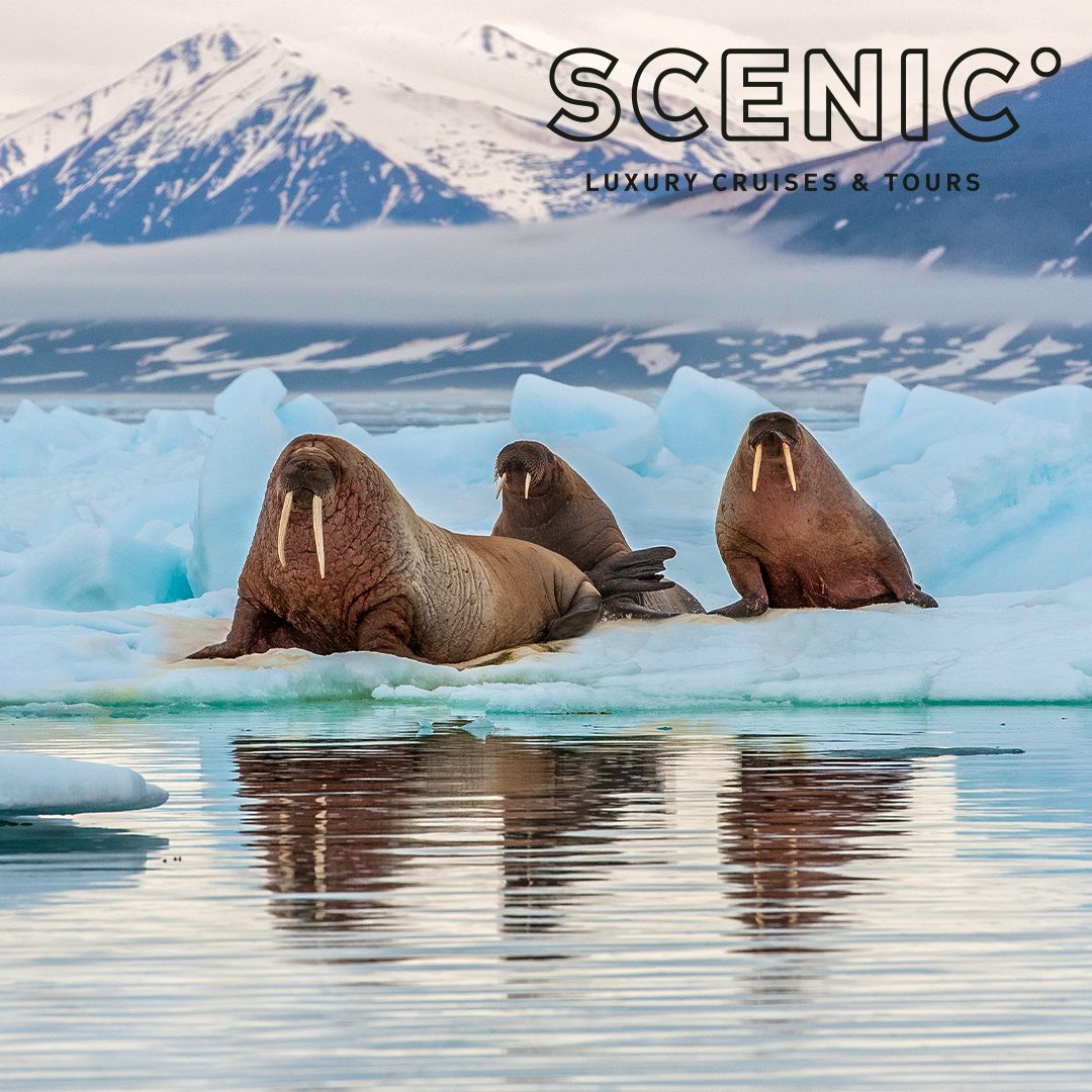 Explore the Polar Regions with Scenic