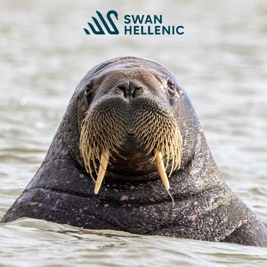 Swan Hellenic Arctic Flash