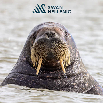 Swan Hellenic Arctic Flash