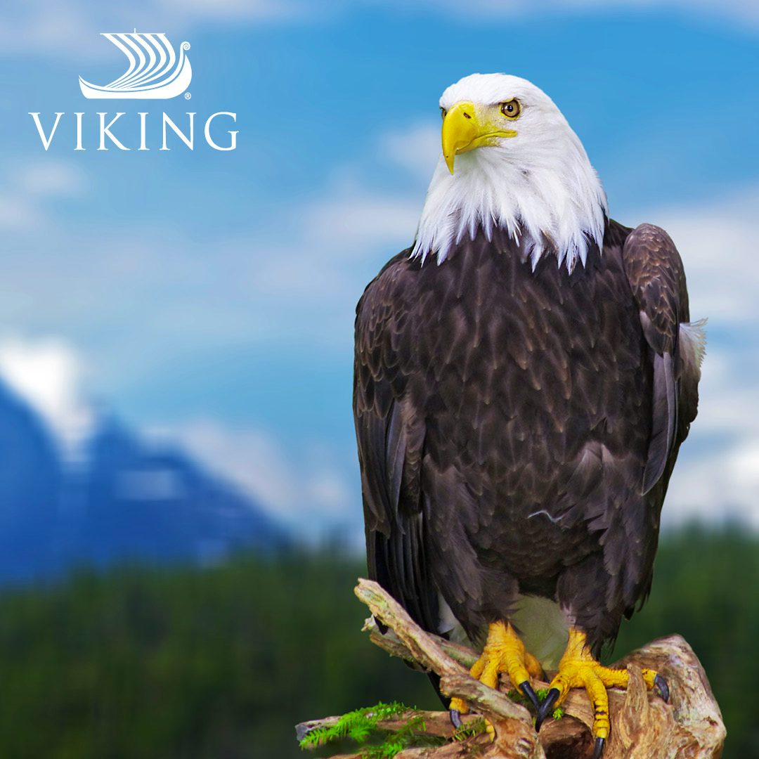 Viking Ocean Solo Savings