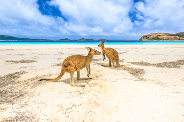 Australia cruise destination