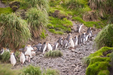 View of Macquarie Island, Australia