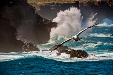 View of Punta Suárez, Ecuador