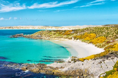 View of New Island, Falkland Islands (Malvinas)