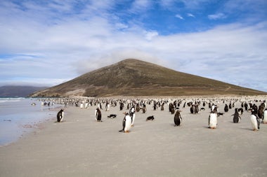 View of Saunders Island, Falkland Islands (Malvinas)