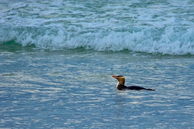 View of Antipodes Islands, New Zealand