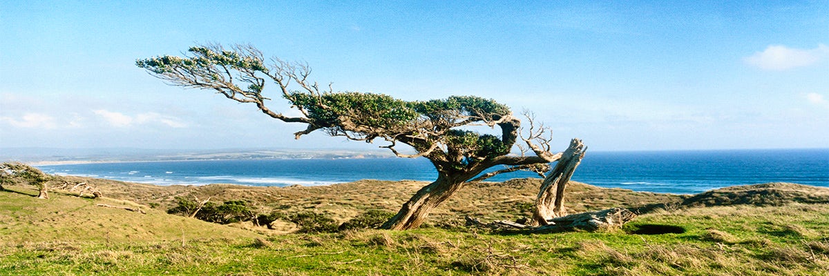 Cruises from Chatham Islands