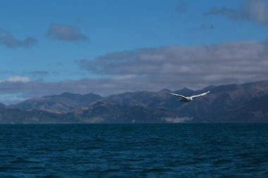 View of Snares Islands, New Zealand