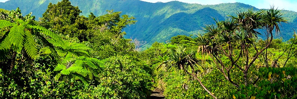 Cruises from Tanna Island