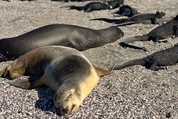 Image for Discovering the Wonders of the Galapagos with HX