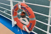 Image of Festive Season Cruising Aboard Discovery Princess