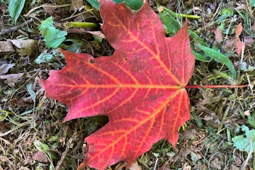 Life on Mars: Terri’s Viking Journey Through Canada and New England in Autumn