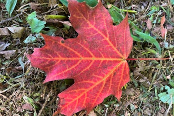 Image of Life on Mars: Terri’s Viking Journey Through Canada and New England in Autumn